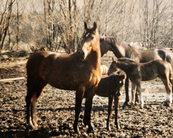 broodmare Adele (Heavy Warmblood,  , from Canton Mo 1297)