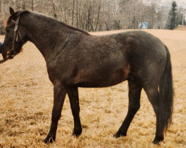 Pferd Clemens (sonstiges Pony, 1990, von Chico 1)