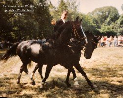 broodmare Walide (Sachs-door. Heavy Warmbl., 1985, from Edino)