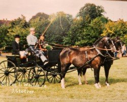 broodmare Eisfee 4942 (Heavy Warmblood, 1982, from Canton Mo 1297)