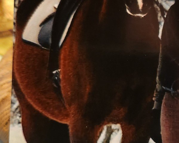 horse Linus (Heavy Warmblood, 2002, from Laurin)