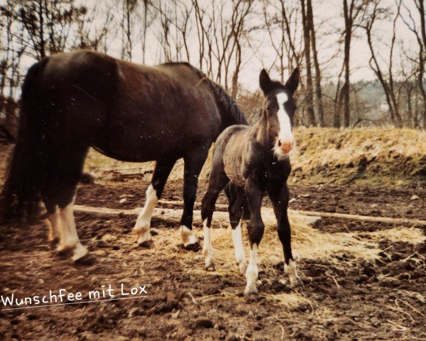 broodmare Wunschfee (Heavy Warmblood, 2000, from Gero)