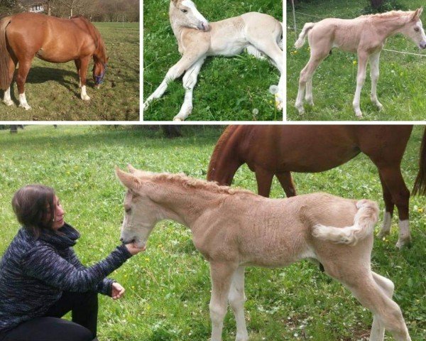 dressage horse Dietermanns Goldjunge (German Riding Pony, 2017, from HET Don´t forget me)