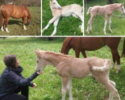 Dressurpferd Dietermanns Goldjunge (Deutsches Reitpony, 2017, von HET Don´t forget me)