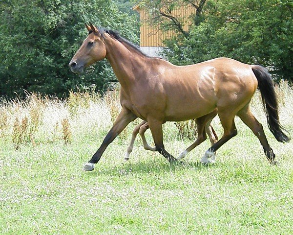 broodmare K-Casila G (Holsteiner, 1995, from Caletto I)
