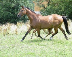 Zuchtstute K-Casila G (Holsteiner, 1995, von Caletto I)