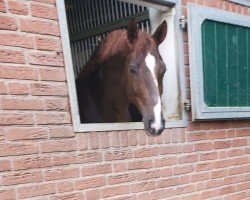 stallion Take That 8 (Hanoverian, 2019, from Totilas)