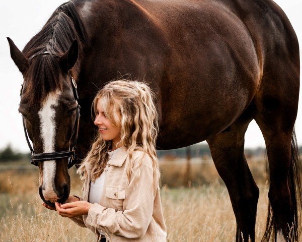 Dressurpferd Desperado 294 (Irish Sport Horse, 2010)