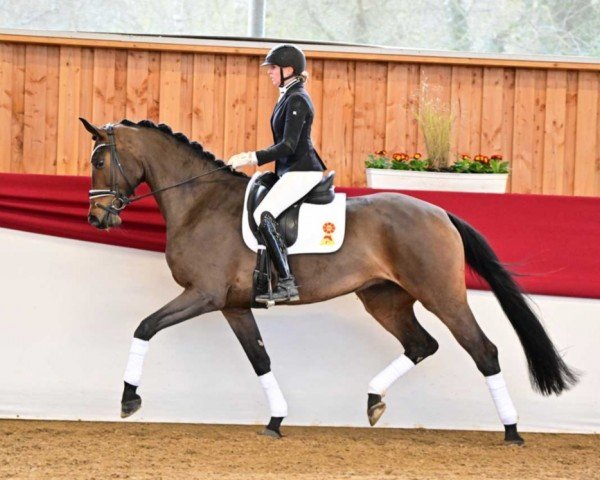 dressage horse Fiorella (German Sport Horse, 2019, from Fürst Romancier)