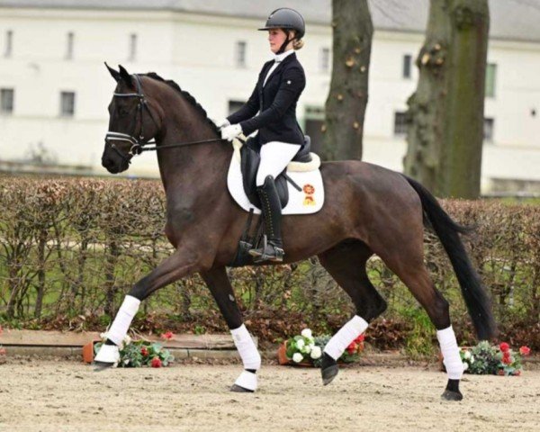 dressage horse Märchenprinz (German Sport Horse, 2020, from Morricone)