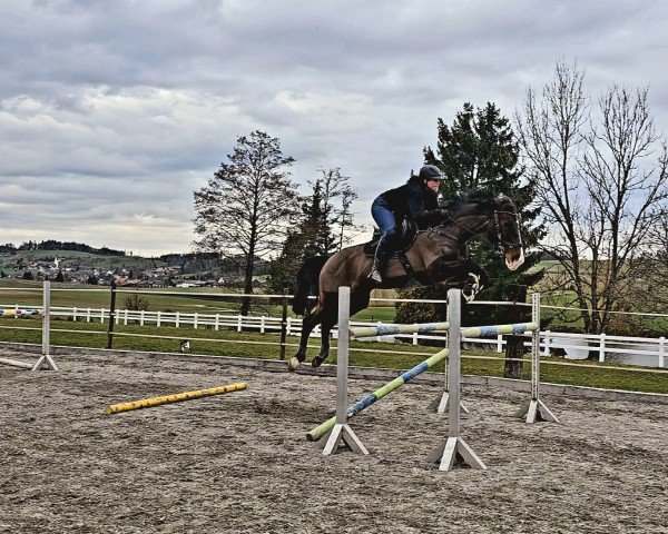 Springpferd Chaya Brown (Deutsches Reitpferd, 2011, von Contenaro)