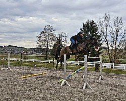 jumper Chaya Brown (German Warmblood, 2011, from Contenaro)