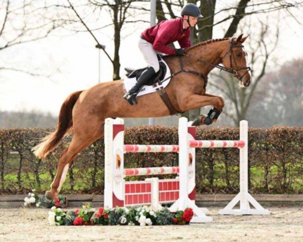 jumper Fine Lady (German Sport Horse, 2020, from For Laubry)