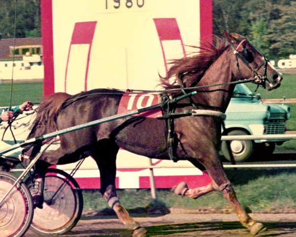 broodmare Binse (DE) (German trotters, 1975, from Ikaros (DE))