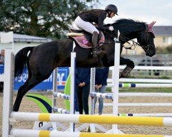 jumper Dobbi B (German Sport Horse, 2018, from Darth Vader 8)