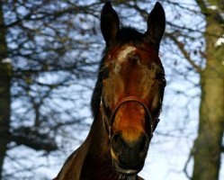 broodmare Franziska (Westphalian, 2000, from Ferragamo)