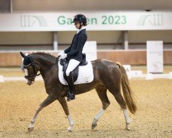 dressage horse Altrido Fiolet's Olet (New Forest Pony, 2019, from Altrido Olet's Koss)