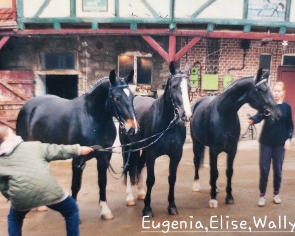 broodmare Elise (Sachs-door. Heavy Warmbl., 1992, from Eltanus)