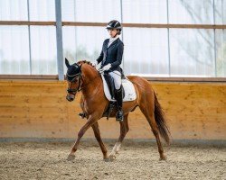 Dressurpferd Diego Sh (Deutsches Reitpony, 2015, von FS Don't Worry)