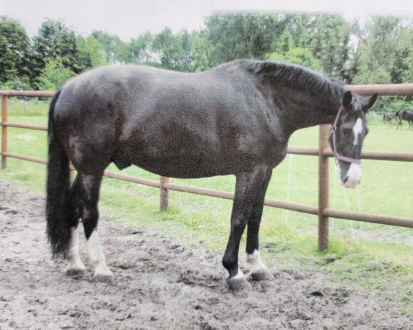 horse Latreju (Heavy Warmblood, 1999, from Laurin)