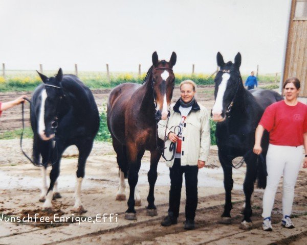 Pferd Effi (Schweres Warmblut, 2000, von Laurin)