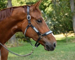 broodmare Mafalda AS (Mecklenburg, 2019, from DSP Marc Cain)