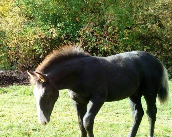 horse Enzo (Heavy Warmblood, 2017, from Eros)