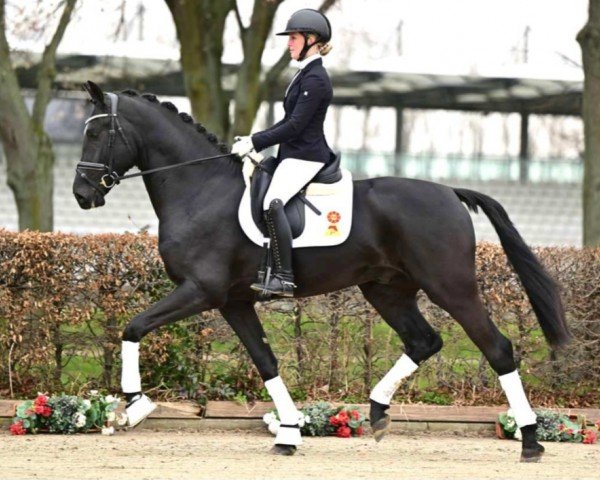 dressage horse Fürst Franz (German Sport Horse, 2021, from Fürstenstern 3)