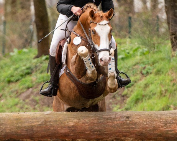 jumper Giowannis Eyecatcher (German Riding Pony, 2019, from Giowanni)