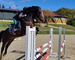 dressage horse Bubbles Way (Pony without race description, 2013, from Mr.bubble)