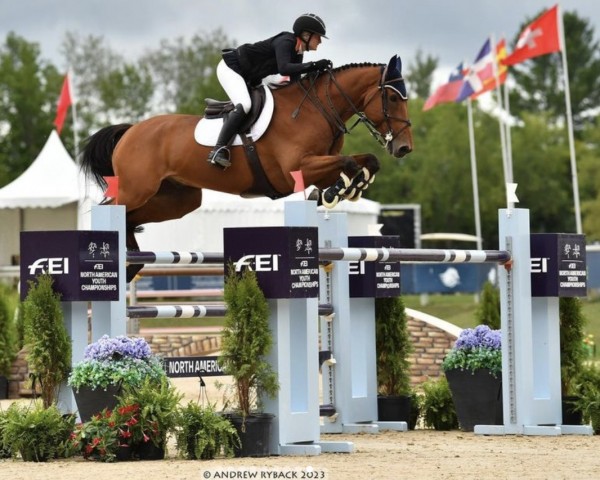 jumper Diamanto JT Z (Zangersheide riding horse, 2012, from Diamant de Semilly)