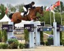 jumper Diamanto Jt Z (Zangersheide riding horse, 2012, from Diamant de Semilly)