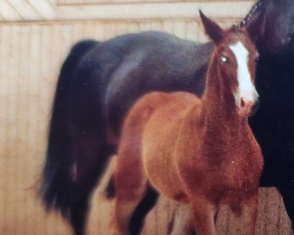 horse Ella (Heavy Warmblood, 2011, from Laurin)