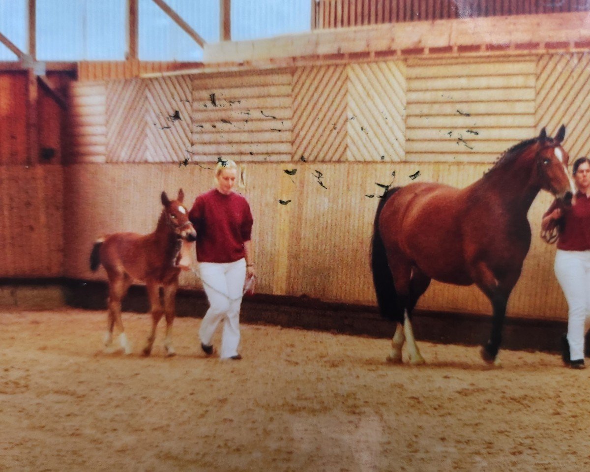 broodmare Estee 2 (Heavy Warmblood, 2004, from Laurin)