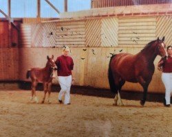 broodmare Estee 2 (Heavy Warmblood, 2004, from Laurin)