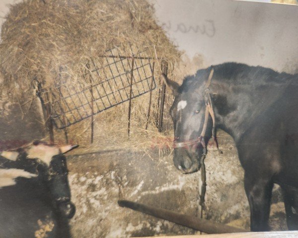 horse Emanuel (Heavy Warmblood, 1987, from Edino)