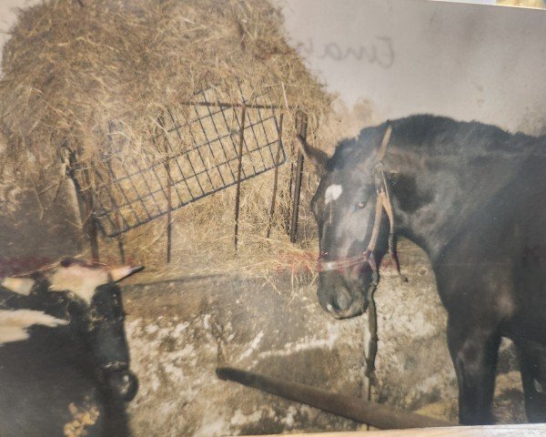 Pferd Emanuel (Schweres Warmblut, 1987, von Edino)