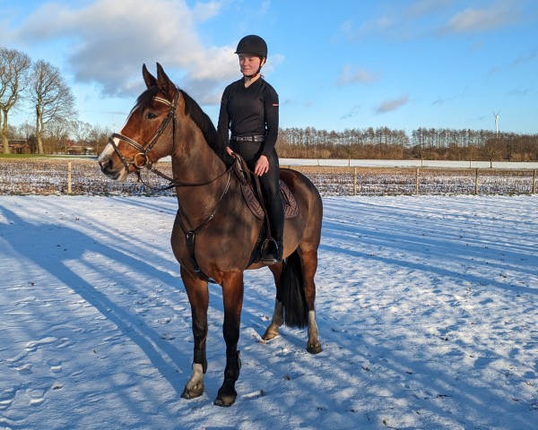 broodmare Celavie 5 (Oldenburg show jumper, 2011, from Cascall)