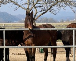 jumper Vritz Goes Lightly (anglo european sporthorse, 2021, from Vingino)