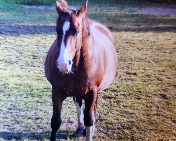 Pferd Luis (Schweres Warmblut, 2005, von Laurin)