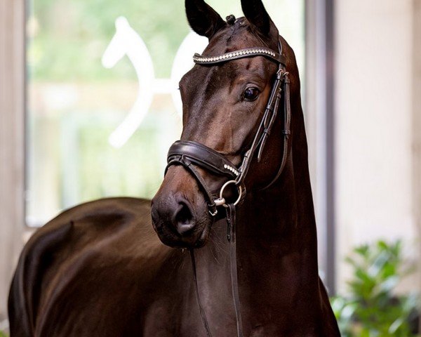 dressage horse Livaldonna (Oldenburg, 2019, from Livaldon)