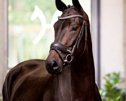 dressage horse Livaldonna (Oldenburg, 2019, from Livaldon)