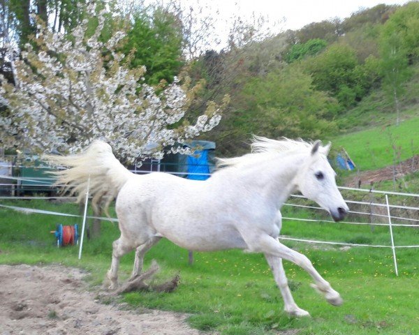 horse Mirameh (Arabian thoroughbred, 1996, from Maqam ox)