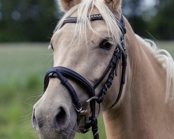 broodmare Gwenny Twinkletoe (Westphalian, 2017, from Golden Atreju)