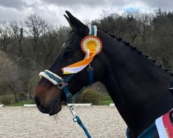 jumper Coeur d'amour (Belgian Warmblood, 2006, from Canturo)