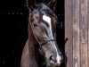 dressage horse Tendua Bagheera (Mecklenburg, 2018, from Titolas)