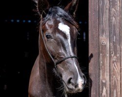 dressage horse Tendua Bagheera (Mecklenburg, 2018, from Titolas)