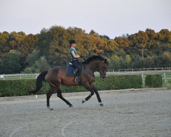 broodmare Athene (German Sport Horse, 2010, from Summer Hit)