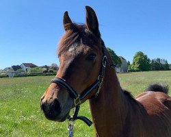 stallion Hello Mex (German Riding Pony, 2018, from Honeymoon Star)