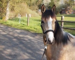 dressage horse Coco Chanel (German Riding Pony, 2015, from Cosmopolitan NRW)